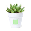Konte Flowerpot