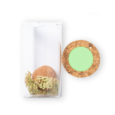 Winsu Seed Bonbons