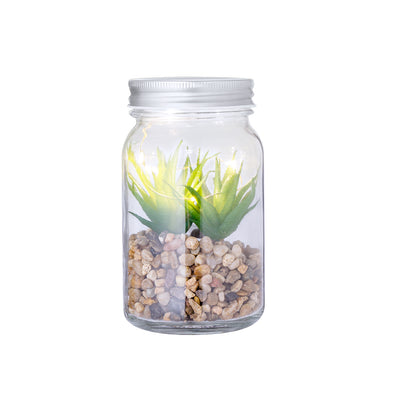 Kyala Decorative Plant