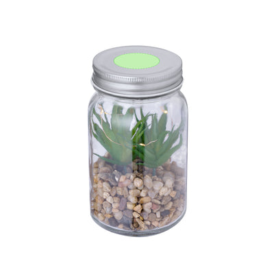 Kyala Decorative Plant
